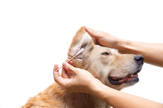 Clean Sensitive Dog Ears