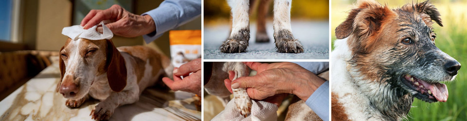Paw and Body Wipes