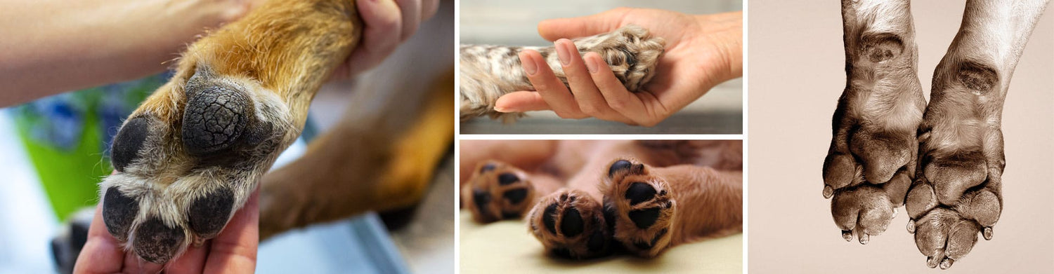 Paw Protect Balm