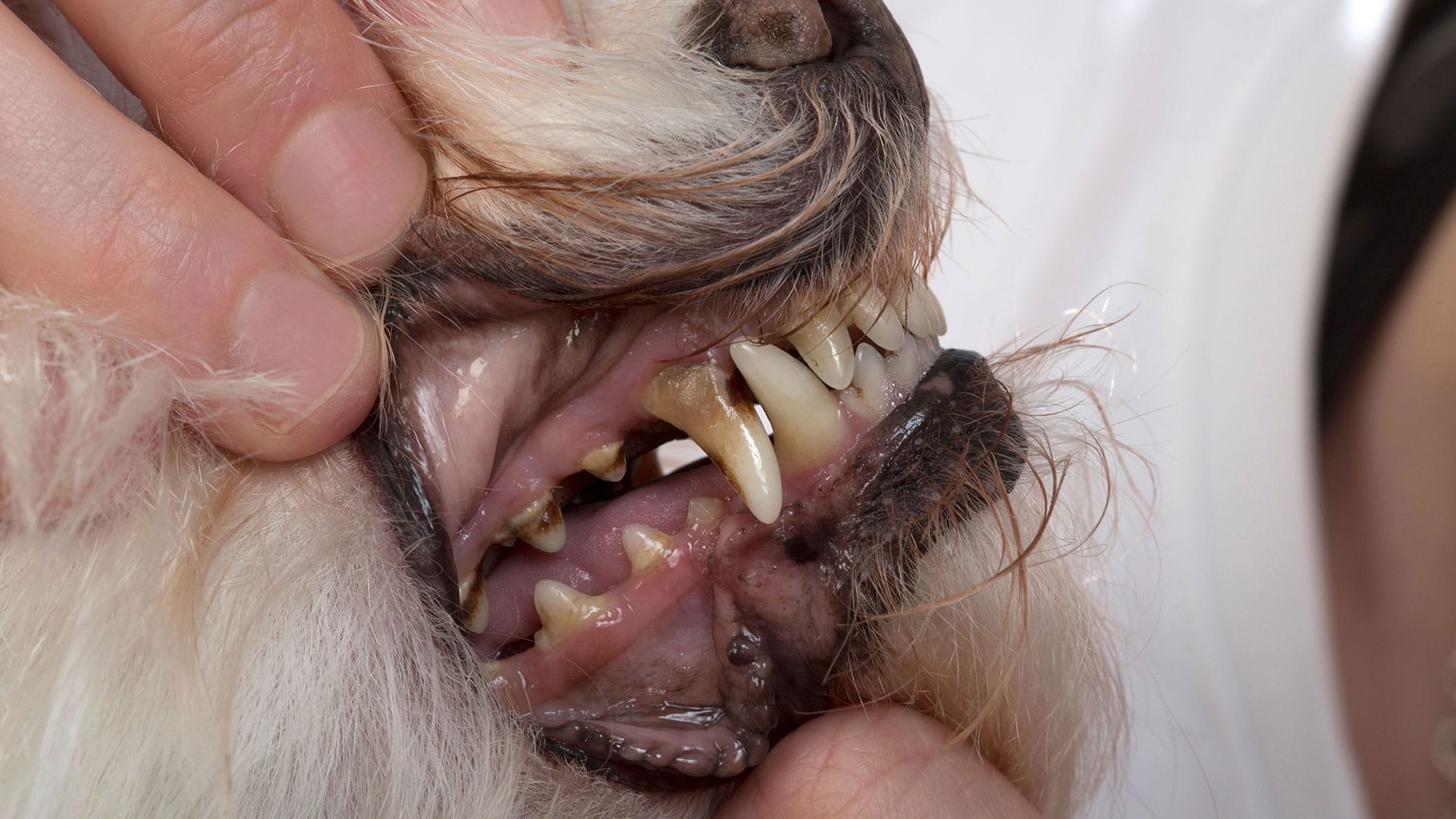 The Key to Management periodontal disease in dogs – Jax & Cali