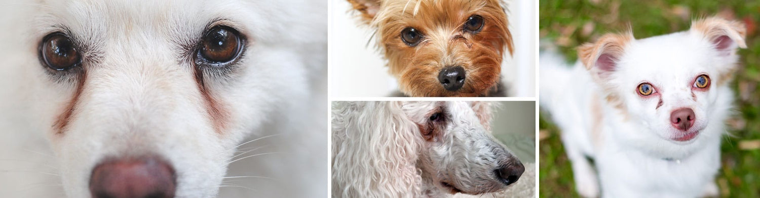 White Dog Eye Stain Dog Tear Stains: Causes, Treatment, And